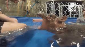 The pygmy hippo is reclusive and nocturnal.it is one of only two extant species in the family hippopotamidae,. Baby Hippo Aww