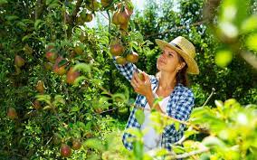 Combination fruit trees are trees with several different varieties grafted on the same tree. About Pear Trees Twin Rivers Tree Services And Landscaping