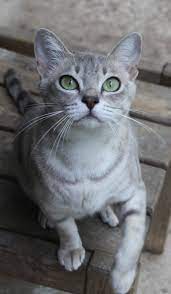 avstralijskaya dymchataya cute cats cats cats and kittens
