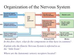 ppt the nervous system powerpoint presentation free