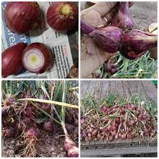 Itulah cara menanam bawang merah di rumah. Cara Mudah Tanam Bawang Merah Lebih Menjimatkan Tak Payah Membeli Blog Santai Santai Jerr