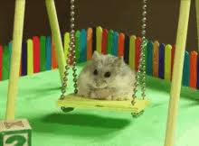 Check spelling or type a new query. Funny Hamster Gifs Tenor