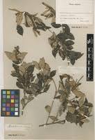 Image result for Trichocladus ellipticus