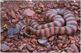 Pilbara Death Adder Reptile Snakes Poisonous Snakes Snake