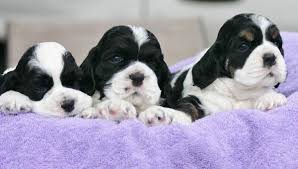 Explore 295 listings for working cocker spaniel puppies for sale at best prices. Pbj Cocker Spaniel Puppies