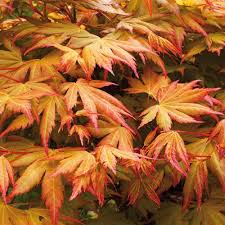 This shrub is deciduous so it will lose all its leaves in autumn, then fresh new foliage appears again each spring. Acer Palmatum Orange Dream Yougarden