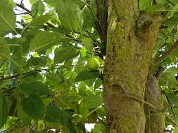 Prune fruit trees for small gardens: Uk East England Outdoor Garden Tree Small Green Fruit Similar To Plum In Spring Summer White Flower End Of Winter End Of Autumn Bare Of Leaves Imagesofengland