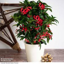 Image result for Ardisia staudtii