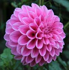 Dahlia Lavadandy Dahlia Flower Flowers Dahlia