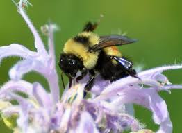 Image result for Buchnera affinis