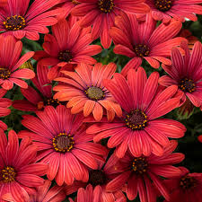 Image result for foto Osteospermum