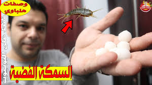 القضاء على حشرة السمكة الفضية أو العتة تماما مع هذه الخلطة youtube