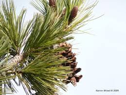 Image result for Pinaceae