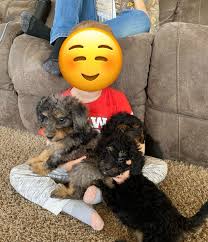 Heavenly Bernedoodles and Mtn Dogs