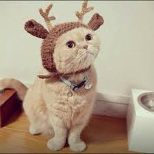 Aus diesem grund wollen sie natürlich nur das allerbeste für ihren haustiger. Mutzen Fur Hunde Warme Hundekleidung Fur Den Winter Susseste Haustiere Halloween Kostume Fur Katzen Hundekleidung