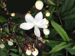 Image result for Clerodendrum silvanum