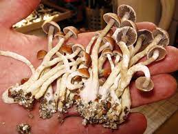 If you are still new to growing mushrooms, it is recommended that you grow the shiitake, oyster, and white button mushrooms. Denver Considers Telling Law Enforcement To Let Magic Mushrooms Be Shots Health News Npr