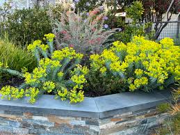 Image result for Euphorbia eranthes