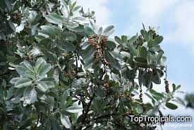 Image result for Conocarpus erectus