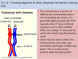 Chiasmata takes us on a strange and beautiful journey through time, space and the portals of memory. 10 1 Meiosis
