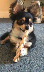 Pin On Cute Puppy