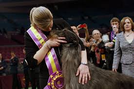 It's not the first time a westminster dog show winner of best in show has been met with outrage. Scottish Deerhound Wins Westminster Dog Show 2011 Csmonitor Com