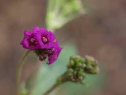 Image result for Boerhavia coccinea
