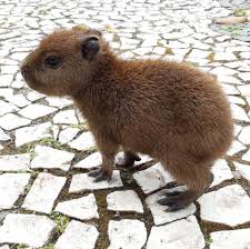 El carpincho ( hydrochoerus hydrochaeris ) es el roedor más grande del mundo, llega a medir unos 50 cm de altura y tiene una cabeza grande. Carpincho Chikito Se Lo Ve Adorable Uruguay