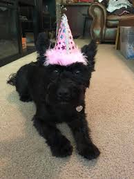 Benadryl that contains diphenhydramine is safe for dogs. Fourth Of July Fireworks Stress Your Dogs Xanax Is Ok Vet Says
