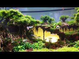 Aquascape Sunset Youtube Aquascaping Planted Aquarium Aquarium Air Tawar