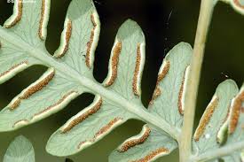 Image result for Histiopteris