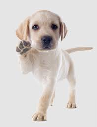 Check spelling or type a new query. Rock Springs Labs Lab Puppies For Sale In Alabama