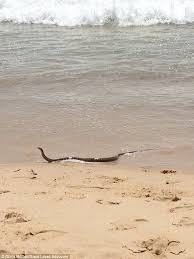 The northern beaches have many ocean swimming pools and rockpools stretched out along the coastline. Brown Snake Emerges From The Surf Swimming Between The Flags Beach Surfing Snake