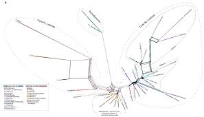 Image result for Pseudobromus