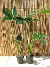 Lg Philodendron Goeldii Hawaiian Finger Leaf Plant In 4 Pot Plants Philodendron Plant Maintenance