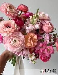 Image result for Ranunculus volkensii