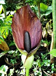 Image result for Amorphophallus abyssinicus