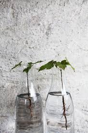You can place the cutting in soil once your plant roots are an inch or two long, or you can let it grow in water only. Rooting Plants In Water Is The Easiest Way To Bring Greenery Indoors Water Plants Plant In Glass Plant Roots