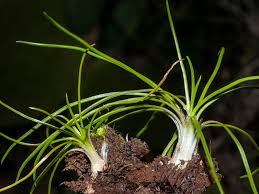 Image result for Isoetes welwitschii