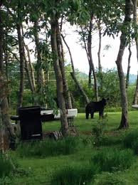 The place to stay, dine and chill on beech mountain! Beech Alpen Inn Bewertungen Fotos Preisvergleich Beech Mountain Nc Tripadvisor
