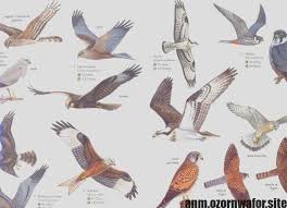 Uk Birds Of Prey Images Hottest Photographs Birds Of Prey British Tips Like A Parrots Regarding Feed Professional Photographer The Most Pet Birds Birds Of Prey British Birds Of Prey