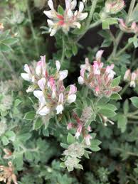 Image result for Monadenium hirsutum