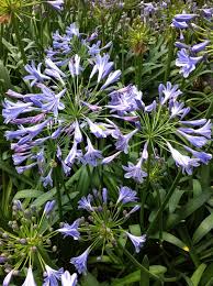 Image result for Agapanthus africanus