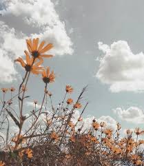Here is a collection of flower names sorted by color. 16 Best Ideas For Flowers Aesthetic Field