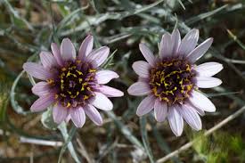 Image result for Maerua descampsii