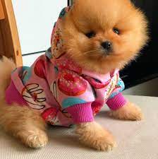 satilik pomeranian boo pomeranian boo yavrulari kopek
