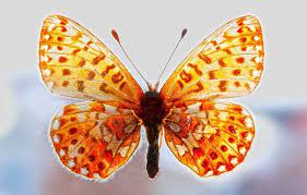 In this piece read all that is necessary to know when it comes to the meaning and a symbolical value of the amazing, bright and wonderful orange butterfly? Orange Butterfly Meaning And Symbolism