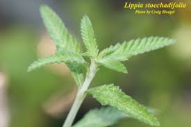 Image result for Lippia woodii