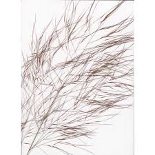 Image result for Aristida meridionalis