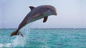 خودارضایی و کلیتوریس در دلفین‌ها؛ آیا حیوانات هم از آمیزش جنسی لذت می‌برند؟  | Euronews